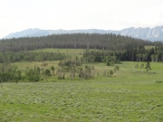 meadow