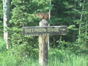 sheephorn_sign