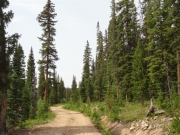 tall_trees