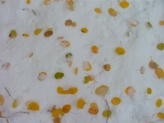 aspen_leaves_in_snow