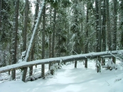 big_tree_in_our_way