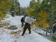 clearing_fallen_aspens