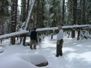 considering_the_big_tree