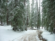 into_the_trees