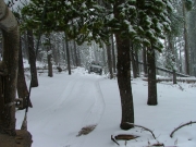 mike_around_the_big_tree
