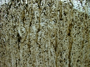 mud_on_monicas_window