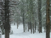 tall_trees