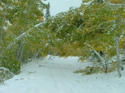 through_aspens