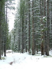 towering_trees