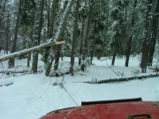 winching_the_big_tree_out_of_the_way