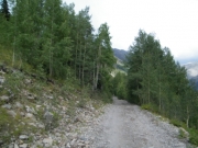 into_trees