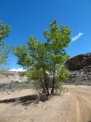 cottonwood