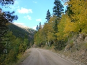 aspens