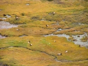 elk_part_1