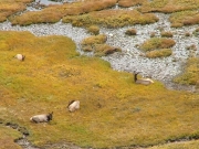 elk_part_2