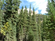 trees