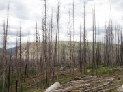 burned_trees