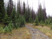 into_the_trees