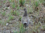 ptarmigan