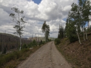 sparse_trees_near_the_trailhead