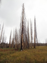tall_burned_tree