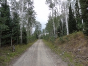 through_aspens