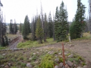 wet_trail