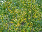 yellow_and_green_aspen_leaves