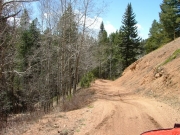 aspens