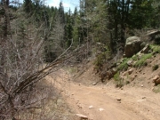 branches_near_the_trail