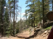 tall_trees