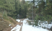 early_trail