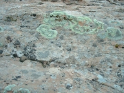 cryptobiotic_soil