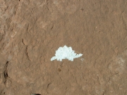 stegosaurus_marker