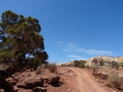 biggest_tree