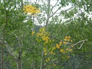 aspen_leaves_turning