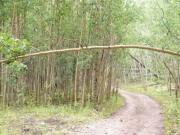 low-hanging_tree