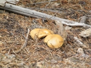 mushrooms