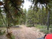 through_trees