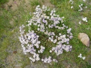 wildflowers