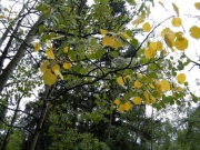 aspen_leaves