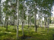 healthy_aspens