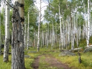 little-used_trail