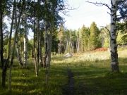 meadow