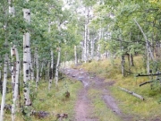 through_aspens