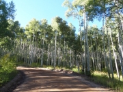 aspens_around_a_bend