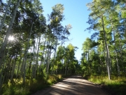 between_aspens
