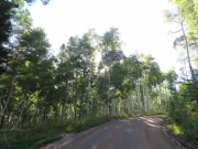 healthy_trees