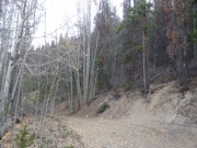 aspen_leaves