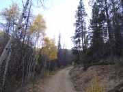 aspens